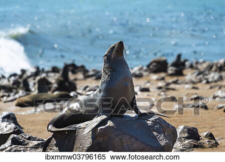 "Brown Fur Seal or Cape Fur Seal (Arctocephalus pusillus), Dorob National Park, Cape Cross, Namibia, Africa" View Large Photo Image Stock Photography - "Brown Fur Seal or Cape Fur Seal (Arctocephalus pusillus), Dorob National Park, Cape Cross, Namibia, Africa". Fotosearch