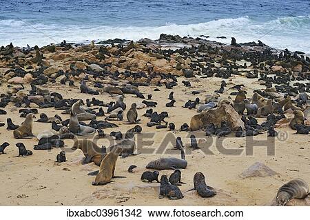 "Brown Fur Seals or Cape Fur Seals (Arctocephalus pusillus) on the beach, Cape Cross, Erongo Region, Namibia, Africa" View Large Photo Image Stock Image - "Brown Fur Seals or Cape Fur Seals (Arctocephalus pusillus) on the beach, Cape Cross, Erongo Region, Namibia, Africa". Fotosearch