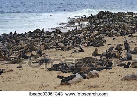 "Brown Fur Seals or Cape Fur Seals (Arctocephalus pusillus) on the beach, Cape Cross, Erongo Region, Namibia, Africa" View Large Photo Image Stock Image - "Brown Fur Seals or Cape Fur Seals (Arctocephalus pusillus) on the beach, Cape Cross, Erongo Region, Namibia, Africa". Fotosearch