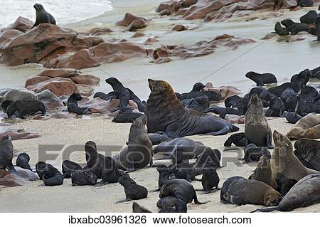 "Brown Fur Seals or Cape Fur Seals (Arctocephalus pusillus) on the beach, Cape Cross, Erongo Region, Namibia, Africa" View Large Photo Image Stock Photograph - "Brown Fur Seals or Cape Fur Seals (Arctocephalus pusillus) on the beach, Cape Cross, Erongo Region, Namibia, Africa". Fotosearch
