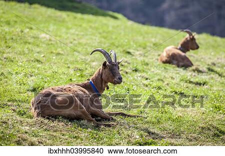 "Brown goats on a meadow in the Thuringer Muhltal valley, Eisenberg, Thuringia, Germany, Europe" View Large Photo Image Stock Image - "Brown goats on a meadow in the Thuringer Muhltal valley, Eisenberg, Thuringia, Germany, Europe". Fotosearch