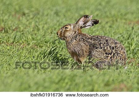 "Brown hare (Lepus europaeus) sitting in grass, Burgenland, Austria, Europe" View Large Photo Image Stock Photograph - "Brown hare (Lepus europaeus) sitting in grass, Burgenland, Austria, Europe". Fotosearch