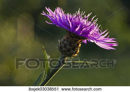 "Brown Knapweed or Brownray Knapweed (Centaurea jacea), Cottbus, Cottbus, Brandenburg, Germany, Europe" View Large Photo Image Stock Image - "Brown Knapweed or Brownray Knapweed (Centaurea jacea), Cottbus, Cottbus, Brandenburg, Germany, Europe". Fotosearch