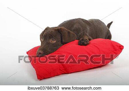 "Brown Labrador Retriever, female puppy, five months, lying on a red pillow" View Large Photo Image Stock Image - "Brown Labrador Retriever, female puppy, five months, lying on a red pillow". Fotosearch