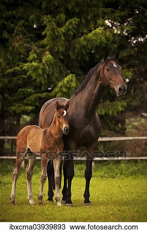 "Brown mare and foal, 3 weeks Westphalia, Munsterland, North Rhine-Westphalia, Germany, Europe" View Large Photo Image Stock Image - "Brown mare and foal, 3 weeks Westphalia, Munsterland, North Rhine-Westphalia, Germany, Europe". Fotosearch
