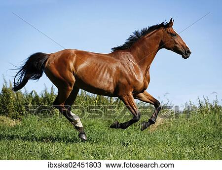 "Brown mare, Wielkopolska, Polish warmblooded horse, galloping across a meadow" View Large Photo Image Stock Image - "Brown mare, Wielkopolska, Polish warmblooded horse, galloping across a meadow". Fotosearch