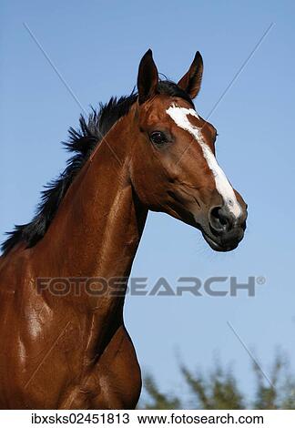 "Brown mare, Wielkopolska, Polish warmblooded horse, portrait" View Large Photo Image Stock Image - "Brown mare, Wielkopolska, Polish warmblooded horse, portrait". Fotosearch