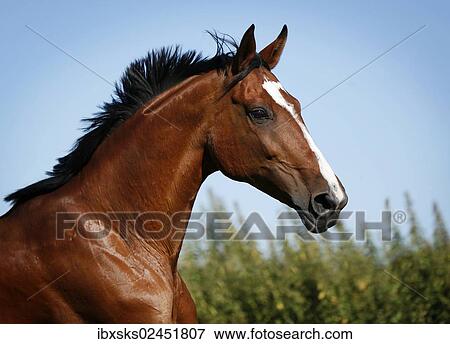 Stock Photo - "Brown mare, Wielkopolska, Polish warmblooded horse, portrait, in motion". Fotosearch