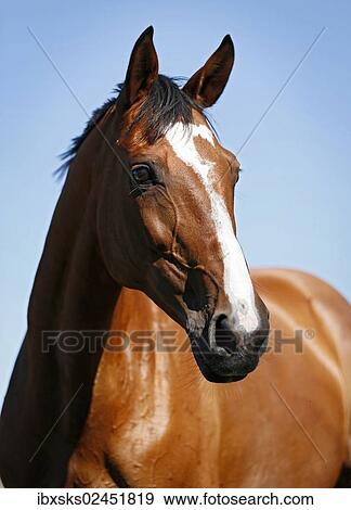 Stock Photo - "Brown mare, Wielkopolska, Polish warmblooded horse, portrait". Fotosearch