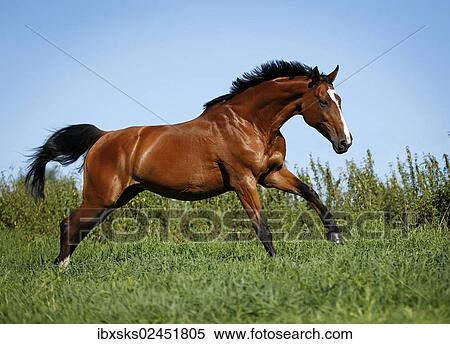 "Brown mare, Wielkopolska, Polish warmblooded horse, galloping across a meadow" View Large Photo Image Stock Photography - "Brown mare, Wielkopolska, Polish warmblooded horse, galloping across a meadow". Fotosearch