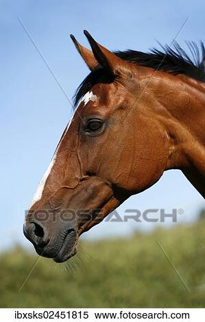 "Brown mare, Wielkopolska, Polish warmblooded horse, portrait" View Large Photo Image Stock Photography - "Brown mare, Wielkopolska, Polish warmblooded horse, portrait". Fotosearch