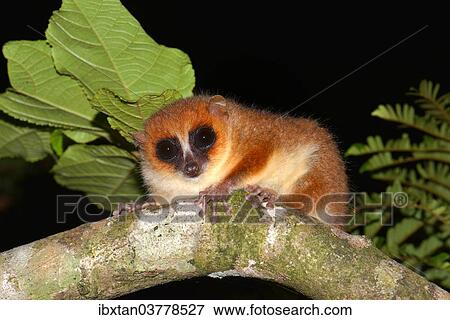 "Brown mouse lemur (Microcebus rufus), Masoala National Park, Madagascar, Africa" View Large Photo Image Stock Photo - "Brown mouse lemur (Microcebus rufus), Masoala National Park, Madagascar, Africa". Fotosearch