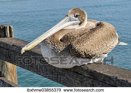 "Brown Pelican (Pelecanus occidentalis), Oceanside, San Diego, California, United States, North America" View Large Photo Image Stock Photo - "Brown Pelican (Pelecanus occidentalis), Oceanside, San Diego, California, United States, North America". Fotosearch