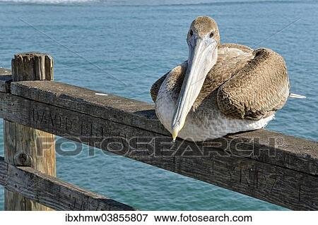 "Brown Pelican (Pelecanus occidentalis), Oceanside, San Diego, California, United States, North America" View Large Photo Image Stock Photo - "Brown Pelican (Pelecanus occidentalis), Oceanside, San Diego, California, United States, North America". Fotosearch