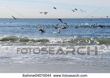 "Brown Pelicans (Pelecanus occidentalis) above a shoal of fish, Oceanside, near San Diego, California, United States, North America" View Large Photo Image Picture - "Brown Pelicans (Pelecanus occidentalis) above a shoal of fish, Oceanside, near San Diego, California, United States, North America". Fotosearch
