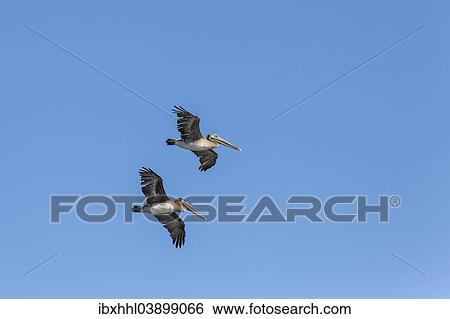 "Brown Pelicans (Pelecanus occidentalis), California, United States, North America" View Large Photo Image Stock Photograph - "Brown Pelicans (Pelecanus occidentalis), California, United States, North America". Fotosearch