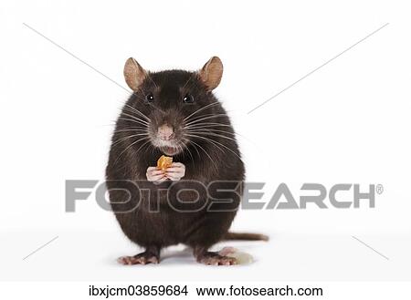 Brown Rat (Rattus norvegicus forma domestica) during feeding View Large Photo Image Picture - Brown Rat (Rattus norvegicus forma domestica) during feeding. Fotosearch