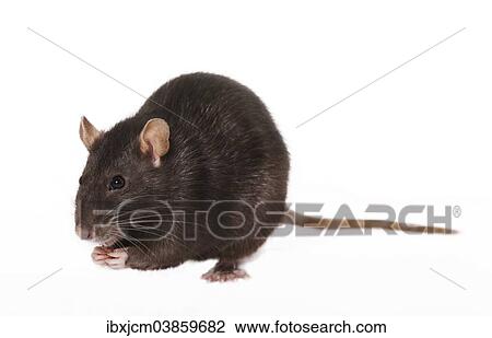 Stock Image - Brown Rat (Rattus norvegicus forma domestica). Fotosearch
