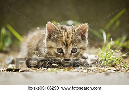 "Brown-red-tabby kitten lying on a path, Germany, Europe" View Large Photo Image Stock Image - "Brown-red-tabby kitten lying on a path, Germany, Europe". Fotosearch