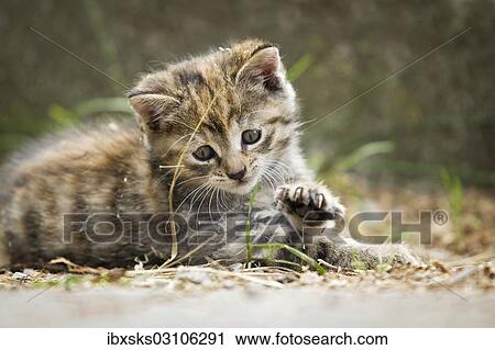 "Brown-red-tabby kitten striking with paw, Germany, Europe" View Large Photo Image Stock Image - "Brown-red-tabby kitten striking with paw, Germany, Europe". Fotosearch
