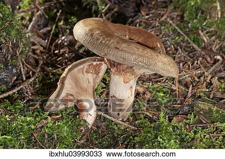 "Brown roll-rim (Paxillus involutus), Baden-Wurttemberg, Germany, Europe" View Large Photo Image Stock Image - "Brown roll-rim (Paxillus involutus), Baden-Wurttemberg, Germany, Europe". Fotosearch
