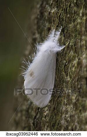 Stock Photograph - "Brown-tail (Euproctis chrysorrhoea), Hesse, Germany, Europe". Fotosearch