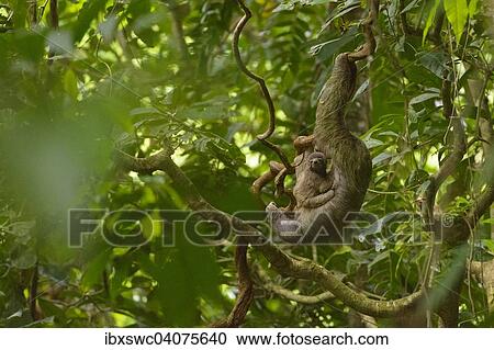 Stock Image - "Brown-throated Sloth (Bradypus variegatus) with young, clinging to a liana in the jungle, Puntarenas Province, Costa Rica, North America". Fotosearch