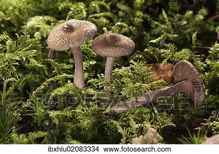 "Brown Violet Fiber Caps (Inocybe cincinata), Untergroeningen, Baden-Wuerttemberg, Germany, Europe" View Large Photo Image Picture - "Brown Violet Fiber Caps (Inocybe cincinata), Untergroeningen, Baden-Wuerttemberg, Germany, Europe". Fotosearch
