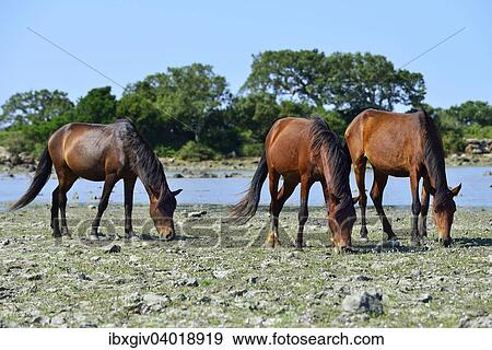 Stock Photo - "Brown wild horses at the pond Pauli Majori, Giara di Gesturi plateau, Medio Campidano, Sardinia, Italy Province, Europe". Fotosearch