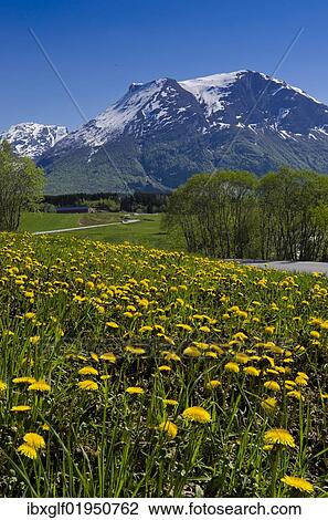 "Brulandselva, Snoefjellet, dandelion meadow, Breheimen National Park, Sogn og Fjordane, Norway, Scandinavia, Northern Europe, Europe" View Large Photo Image Stock Image - "Brulandselva, Snoefjellet, dandelion meadow, Breheimen National Park, Sogn og Fjordane, Norway, Scandinavia, Northern Europe, Europe". Fotosearch