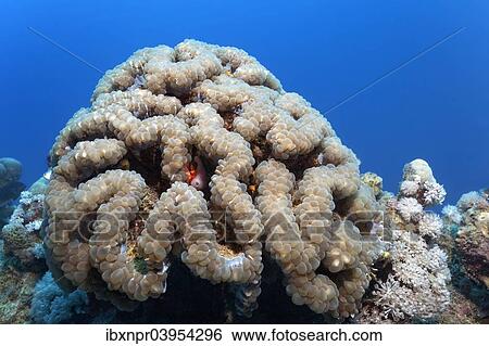"Bubble Coral (Plerogyra sinuosa), Makadi Bay, Red Sea, Hurghada, Egypt, Africa" View Large Photo Image Stock Photograph - "Bubble Coral (Plerogyra sinuosa), Makadi Bay, Red Sea, Hurghada, Egypt, Africa". Fotosearch