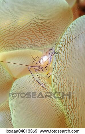 "Bubble Coral Shrimp (Vir philippinensis) on Bubble Coral (Plerogyra sinuosa), Bohol Sea, Cebu, Philippines, Asia" View Large Photo Image Stock Photo - "Bubble Coral Shrimp (Vir philippinensis) on Bubble Coral (Plerogyra sinuosa), Bohol Sea, Cebu, Philippines, Asia". Fotosearch
