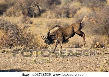 "Bucking Black Wildebeest or White-tailed Gnu (Connochaetes gnou), Etosha National Park, Namibia, Africa" View Large Photo Image Stock Photograph - "Bucking Black Wildebeest or White-tailed Gnu (Connochaetes gnou), Etosha National Park, Namibia, Africa". Fotosearch