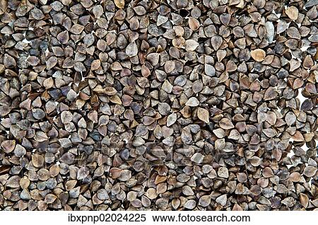 Buckwheat seeds View Large Photo Image Stock Photography - Buckwheat seeds. Fotosearch