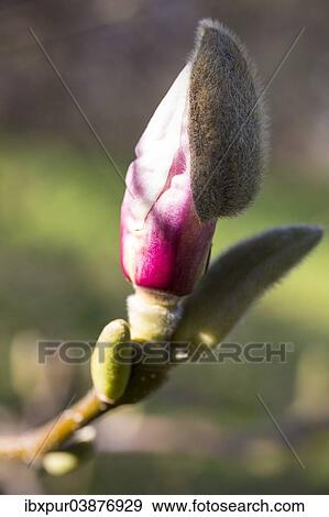 "Bud of a Magnolia (Magnolia), Saxony, Germany, Europe" View Large Photo Image Stock Photo - "Bud of a Magnolia (Magnolia), Saxony, Germany, Europe". Fotosearch