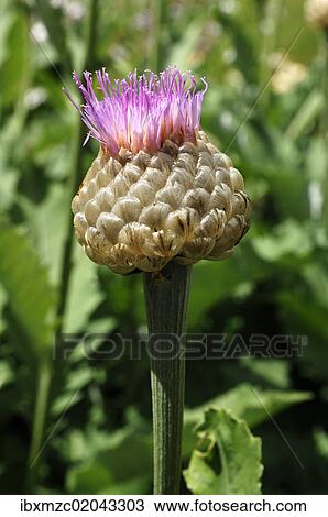 Bud of a Persian Cornflower (Centaurea dealbata) View Large Photo Image Stock Image - Bud of a Persian Cornflower (Centaurea dealbata). Fotosearch