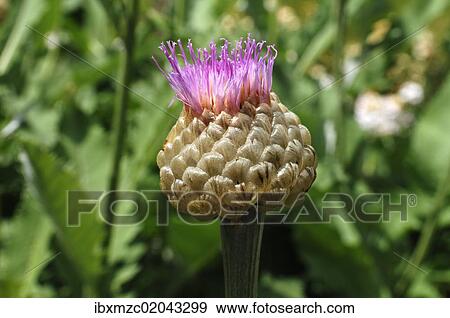Stock Photo - Bud of a Persian Cornflower (Centaurea dealbata). Fotosearch