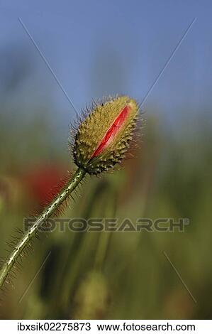 Bud of a poppy (Papaver sp. ) View Large Photo Image Stock Image - Bud of a poppy (Papaver sp. ). Fotosearch