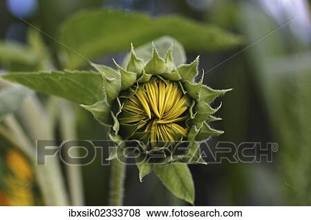 "Bud of a sunflower (Helianthus annuus), emerging" View Large Photo Image Stock Photo - "Bud of a sunflower (Helianthus annuus), emerging". Fotosearch