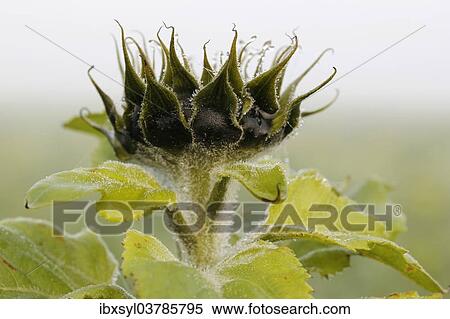 "Bud of a Sunflower (Helianthus annuus), North Rhine-Westphalia, Germany, Europe" View Large Photo Image Stock Photography - "Bud of a Sunflower (Helianthus annuus), North Rhine-Westphalia, Germany, Europe". Fotosearch