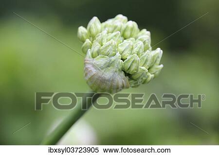 "Bud of Black Garlic or Flowering Onion (Allium nigrum), North Rhine-Westphalia, Germany, Europe" View Large Photo Image Stock Photography - "Bud of Black Garlic or Flowering Onion (Allium nigrum), North Rhine-Westphalia, Germany, Europe". Fotosearch