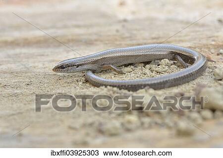 Stock Image - "Budak's Snake-eyed Skink (Ablepharus budaki anatolicus), adult, Lycia, Turkey, Asia". Fotosearch