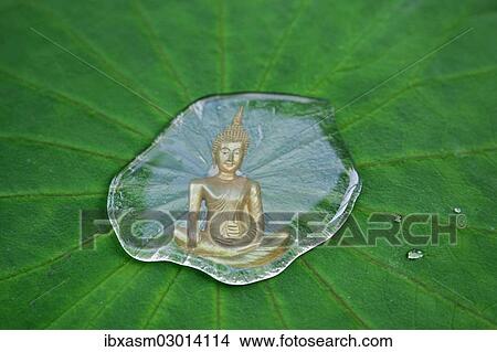 Buddha statue reflected in a drop of water on a lotus leaf View Large Photo Image Picture - Buddha statue reflected in a drop of water on a lotus leaf. Fotosearch
