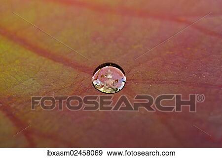 "Buddha statue reflected in a drop of water on a lotus leaf, lotus effect" View Large Photo Image Stock Photo - "Buddha statue reflected in a drop of water on a lotus leaf, lotus effect". Fotosearch