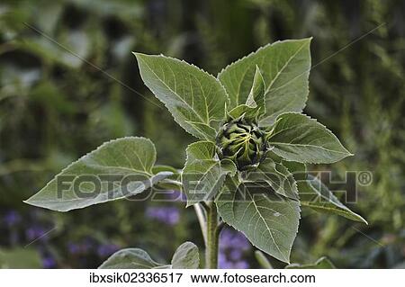 Stock Photo - Budding sunflower (Helianthus annuus). Fotosearch