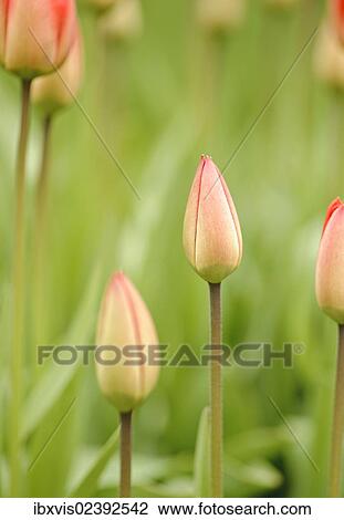 "Budding Tulips (Tulipa), Sweden, Europe" View Large Photo Image Stock Image - "Budding Tulips (Tulipa), Sweden, Europe". Fotosearch