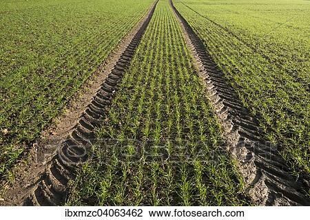 Stock Image - "Budding winter wheat (Triticum) and tractor tracks in a field, Mecklenburg-Western Pomerania, Germany, Europe". Fotosearch