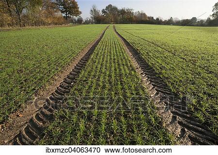 "Budding winter wheat (Triticum) and tractor tracks in a field, Mecklenburg-Western Pomerania, Germany, Europe" View Large Photo Image Stock Image - "Budding winter wheat (Triticum) and tractor tracks in a field, Mecklenburg-Western Pomerania, Germany, Europe". Fotosearch