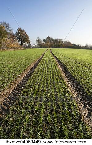 Stock Photo - "Budding winter wheat (Triticum) and tractor tracks in a field, Mecklenburg-Western Pomerania, Germany, Europe". Fotosearch