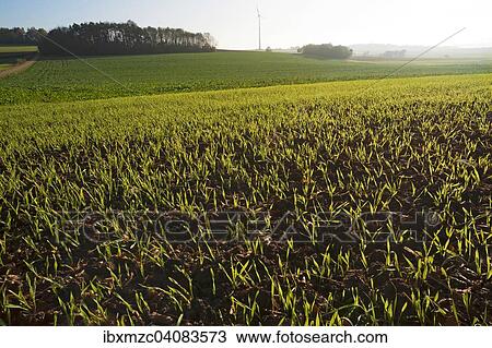 "Budding winter wheat (Triticum aestivum) in the field, Upper Franconia, Bavaria, Germany, Europe" View Large Photo Image Stock Image - "Budding winter wheat (Triticum aestivum) in the field, Upper Franconia, Bavaria, Germany, Europe". Fotosearch